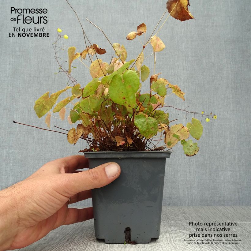 Amostra de Epimedium Sunny and Share Vaso de 1 L/1,5 L tal como entregue no outono