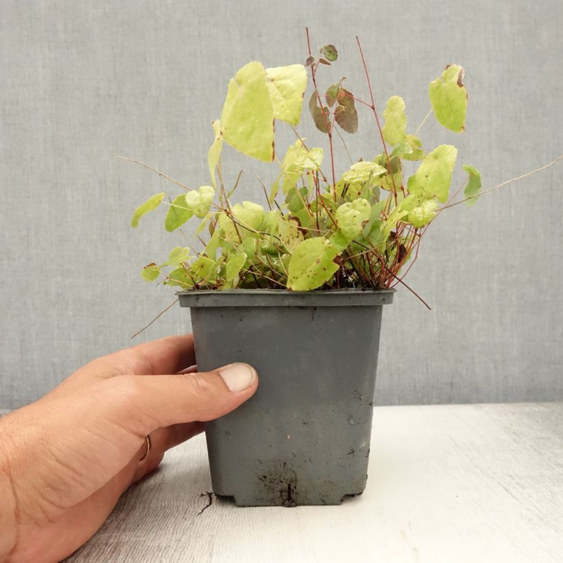 Amostra de Epimedium Sunny and Share Vaso de 1 L/1,5 L tal como entregue no verão