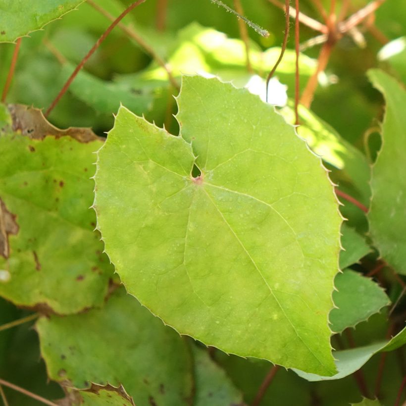 Epimedium Sunny and Share (Folhagem)