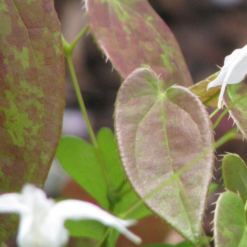 Epimedium ogisui (Folhagem)