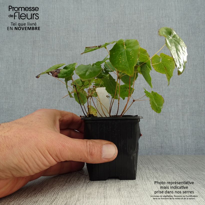 Amostra de Epimedium perralchicum Frohnleiten Vaso de 8/9 cm tal como entregue no outono
