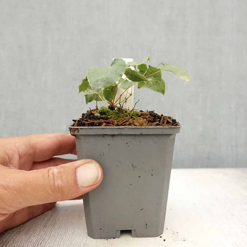 Amostra de Epimedium perralchicum Frohnleiten Vaso de 8/9 cm tal como entregue no verão