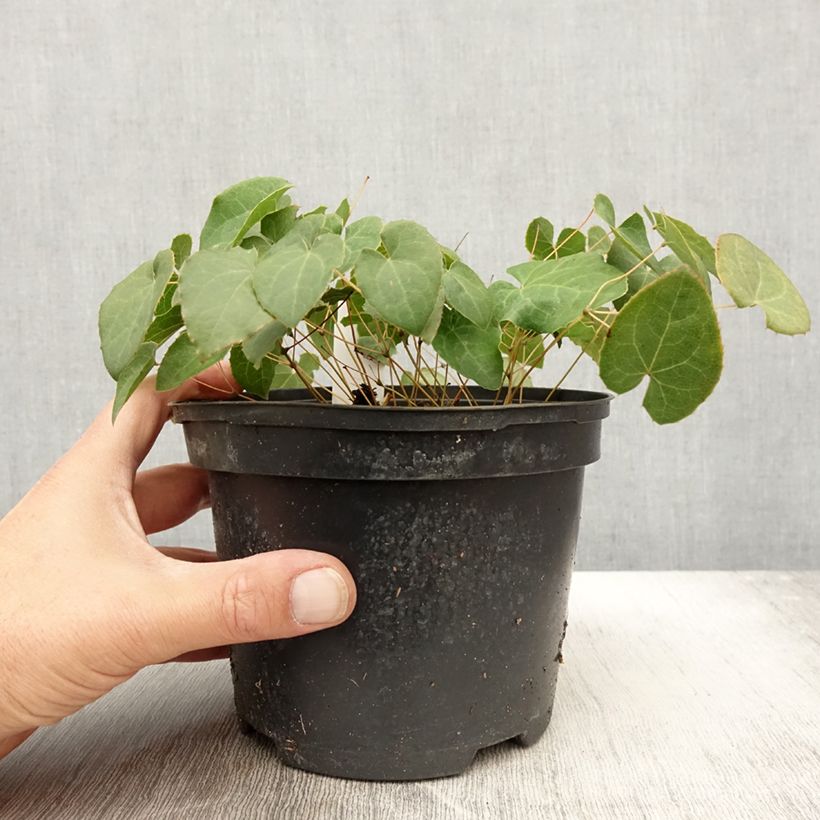 Amostra de Epimedium perralchicum Frohnleiten Vaso de 2 L/3 L tal como entregue no outono