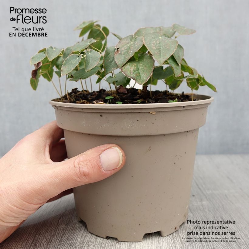 Amostra de Epimedium perralchicum Frohnleiten - Fleur des Elfes jaune vif Vaso de 2 L/3 L tal como entregue no inverno