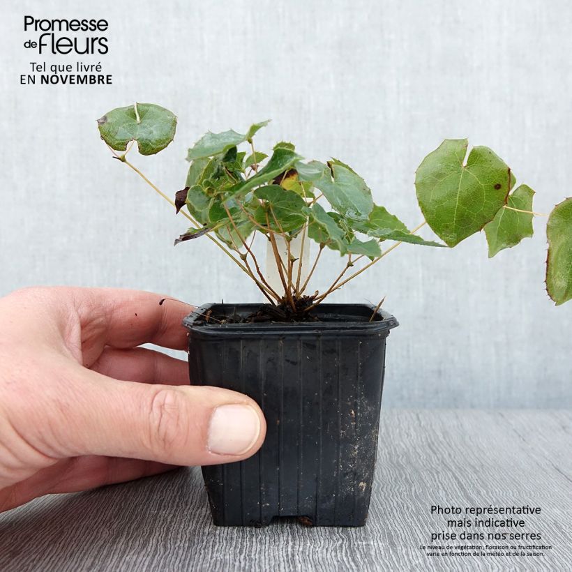 Amostra de Epimedium perralderianum Vaso de 8/9 cm tal como entregue no outono