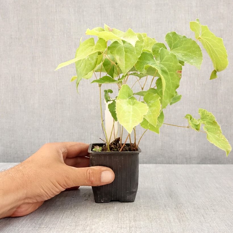 Amostra de Epimedium perralderianum Vaso de 8/9 cm tal como entregue no verão