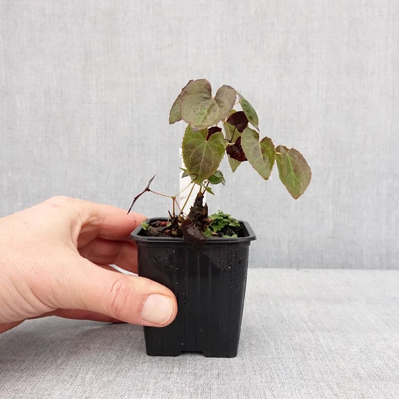 Amostra de Epimedium perralderianum Vaso de 8/9 cm tal como entregue no inverno