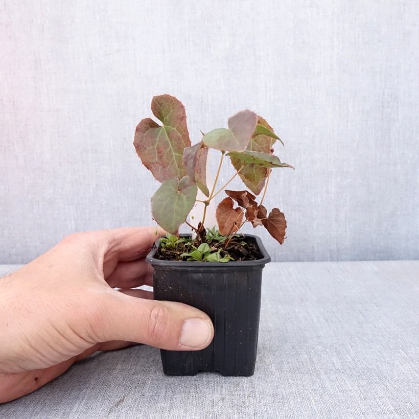 Amostra de Epimedium perralderianum Vaso de 8/9 cm tal como entregue na primavera