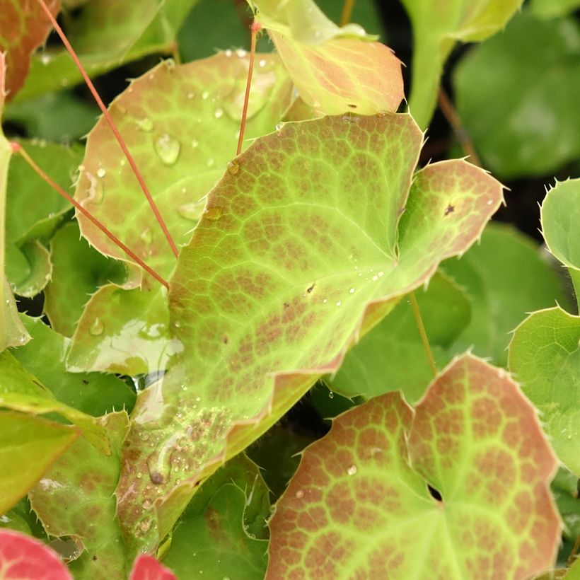 Epimedium perralderianum (Folhagem)
