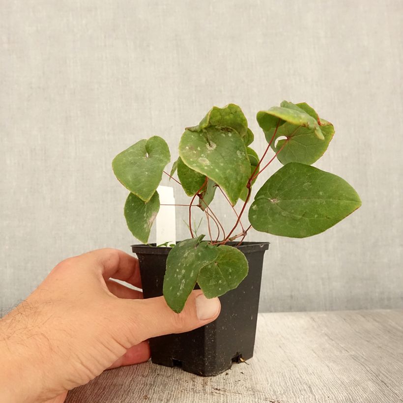 Amostra de Epimedium pinnatum subsp. colchicum Black Sea Vaso de 8/9 cm tal como entregue no verão