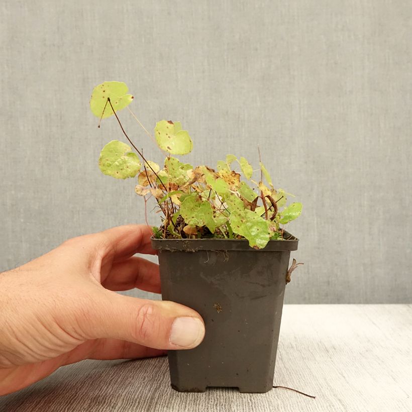 Amostra de Epimedium platypetalum Vaso de 8/9 cm tal como entregue no outono