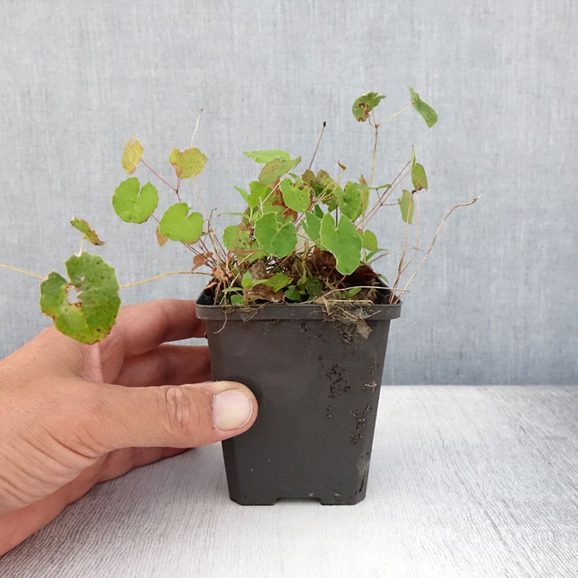 Amostra de Epimedium platypetalum Vaso de 8/9 cm tal como entregue no verão