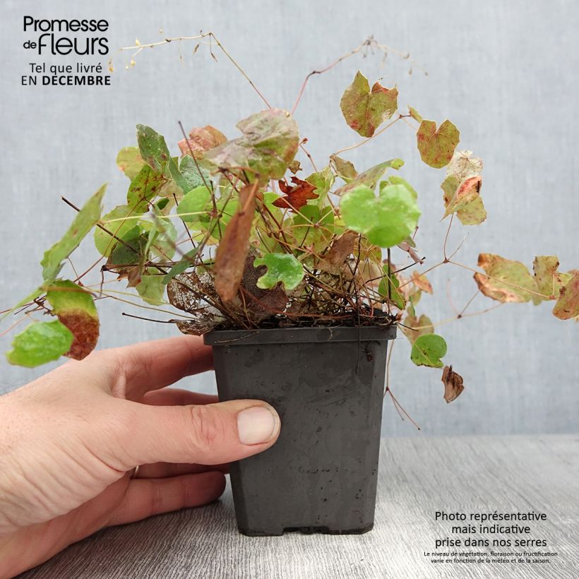 Amostra de Epimedium platypetalum, Fleur des elfe Vaso de 8/9 cm tal como entregue no inverno