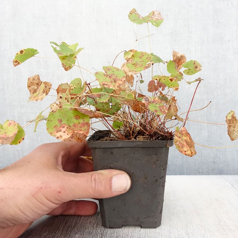 Amostra de Epimedium platypetalum Vaso de 8/9 cm tal como entregue na primavera