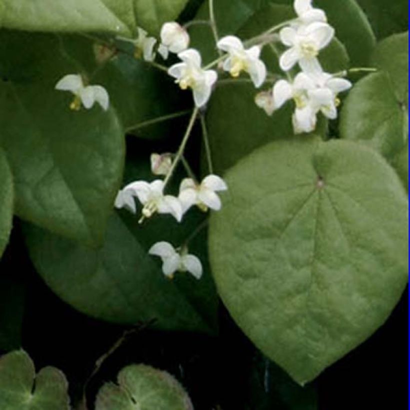 Epimedium pubigerum (Folhagem)