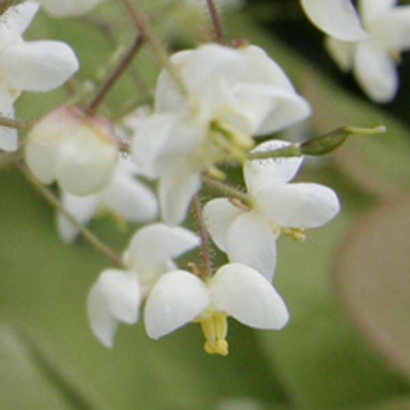 Epimedium pubigerum (Floração)