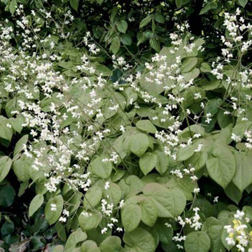 Epimedium pubigerum (Hábito)