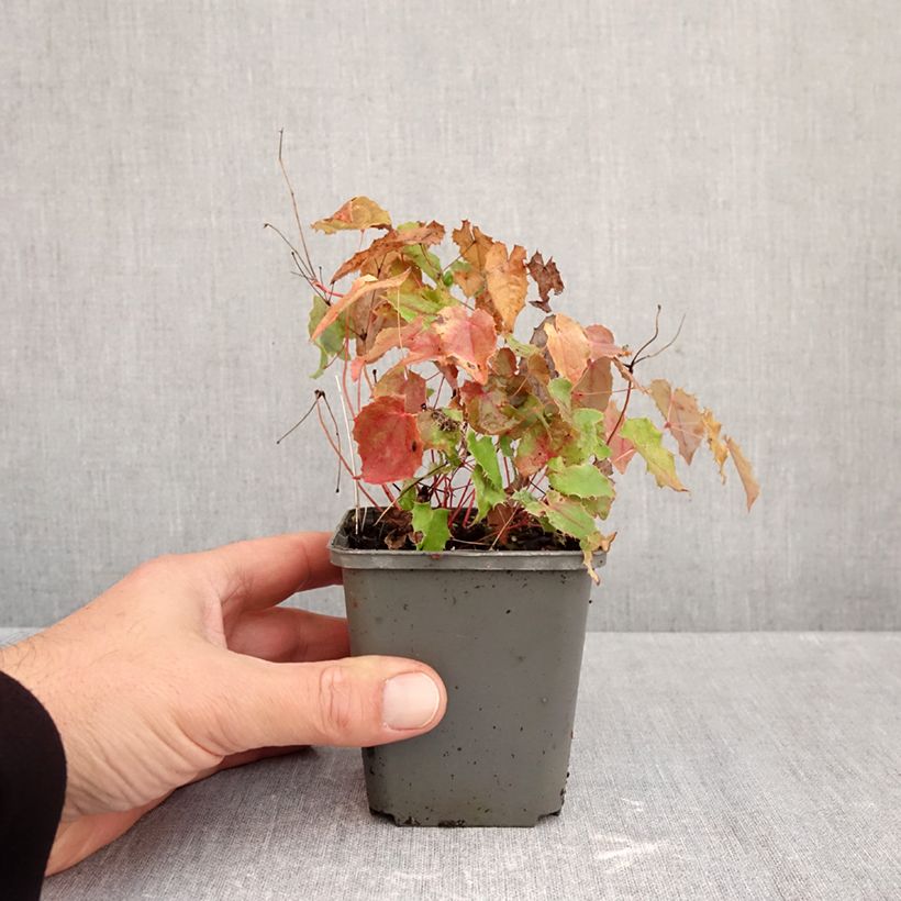 Amostra de Epimedium rhizomatosum Vaso de 8/9 cm tal como entregue no outono