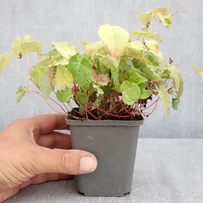 Amostra de Epimedium rhizomatosum Vaso de 8/9 cm tal como entregue no verão