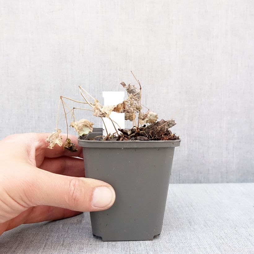 Amostra de Epimedium rhizomatosum Vaso de 8/9 cm tal como entregue no inverno