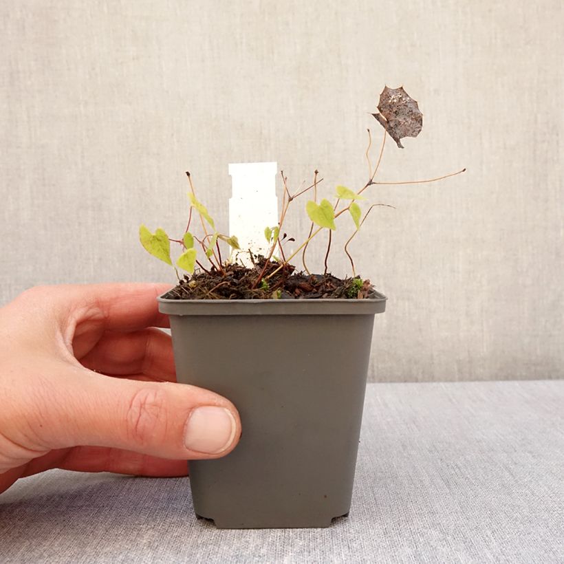 Amostra de Epimedium rhizomatosum Vaso de 8/9 cm tal como entregue na primavera