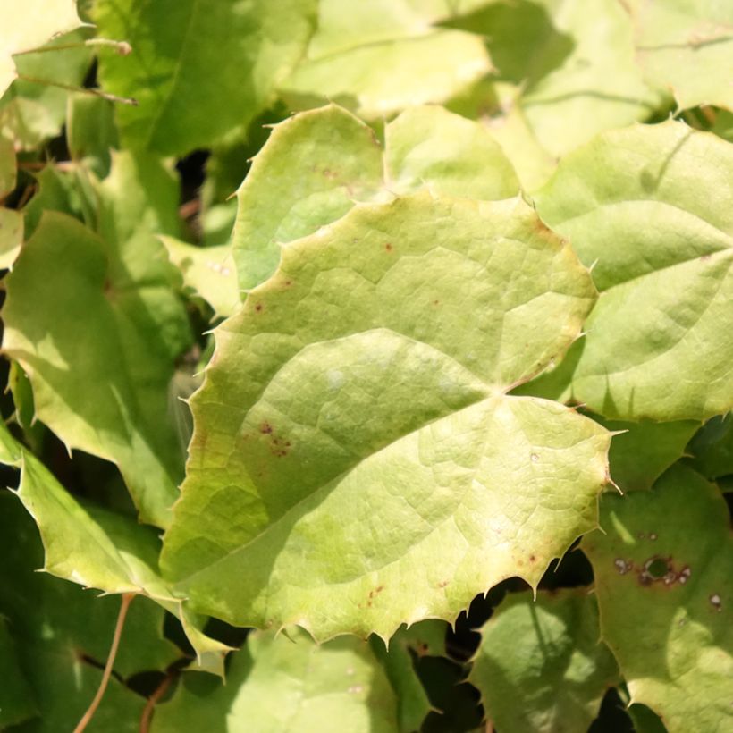 Epimedium rhizomatosum (Folhagem)