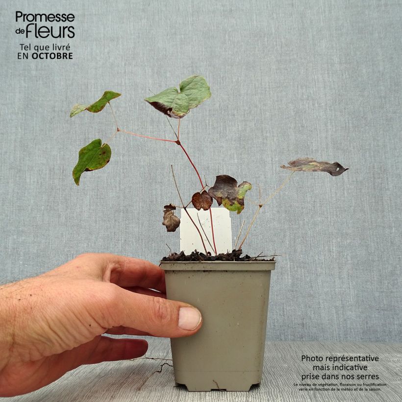 Amostra de Epimedium rubrum Vaso de 8/9 cm tal como entregue no outono