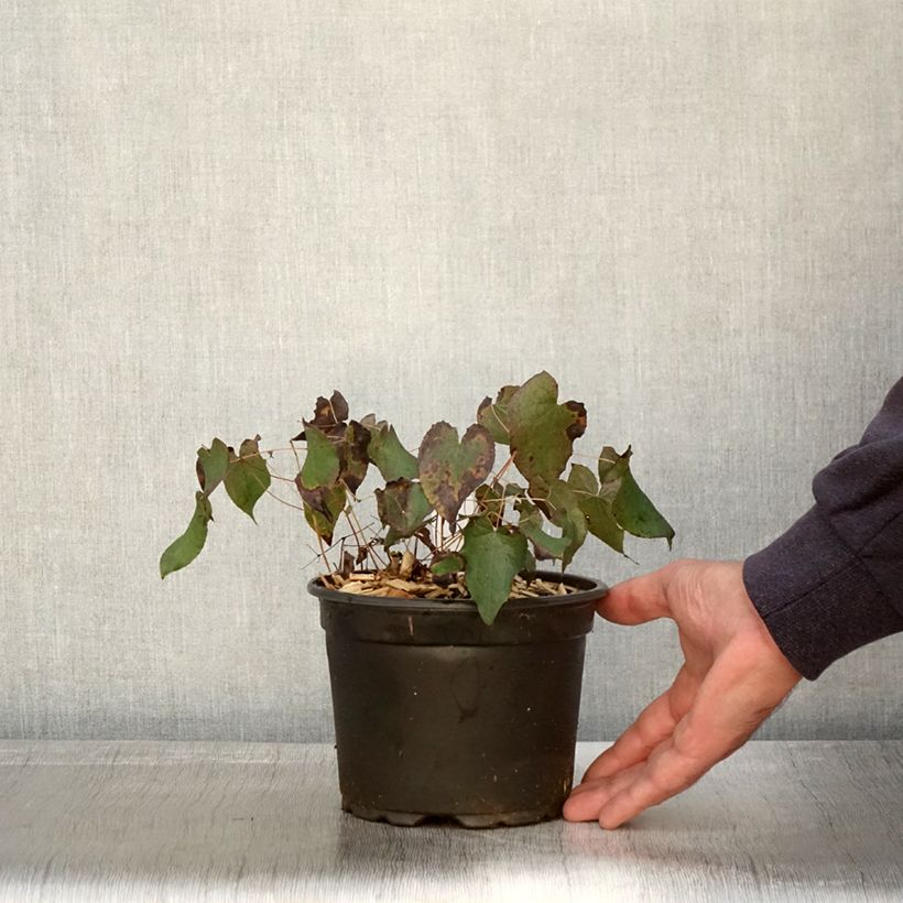 Amostra de Epimedium rubrum Vaso de 2 L/3 L tal como entregue no outono