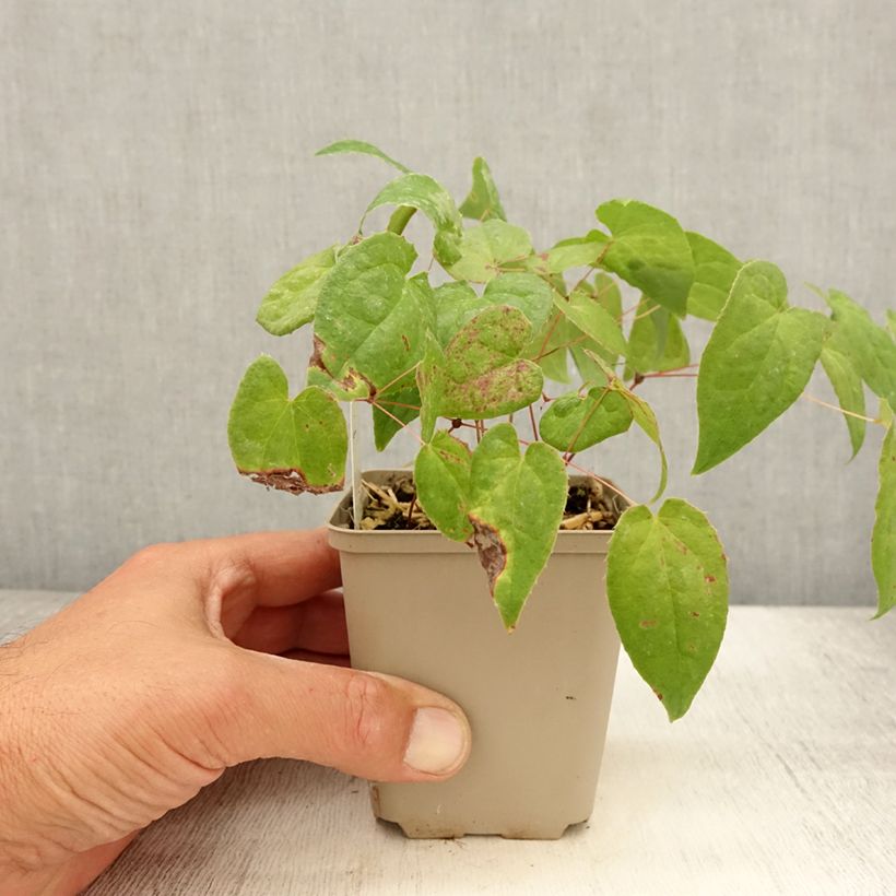 Amostra de Epimedium rubrum Galadriel Vaso de 8/9 cm tal como entregue no verão