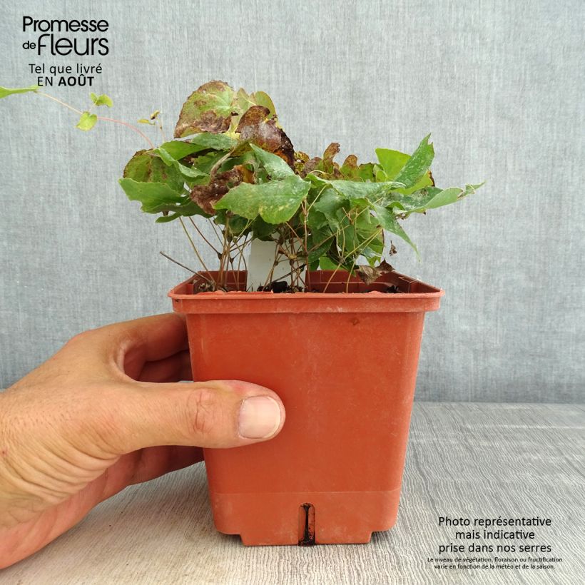 Amostra de Epimedium rubrum Galadriel Vaso de 1 L/1,5 L tal como entregue no verão