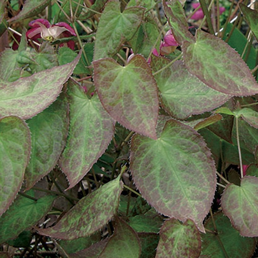 Epimedium rubrum (Folhagem)