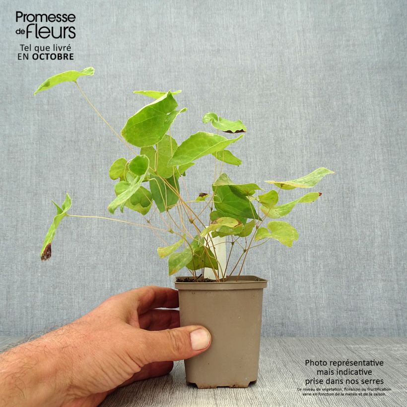 Amostra de Epimedium warleyense Ellen Willmott Vaso de 8/9 cm tal como entregue no outono