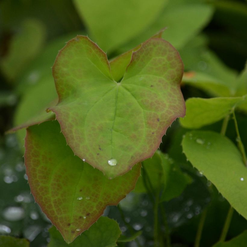 Epimedium × warleyense (Folhagem)