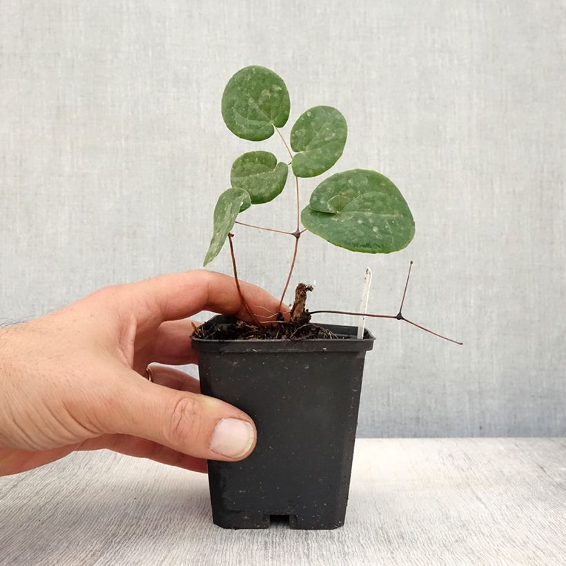 Amostra de Epimedium × warleyense Vaso de 8/9 cm tal como entregue no outono