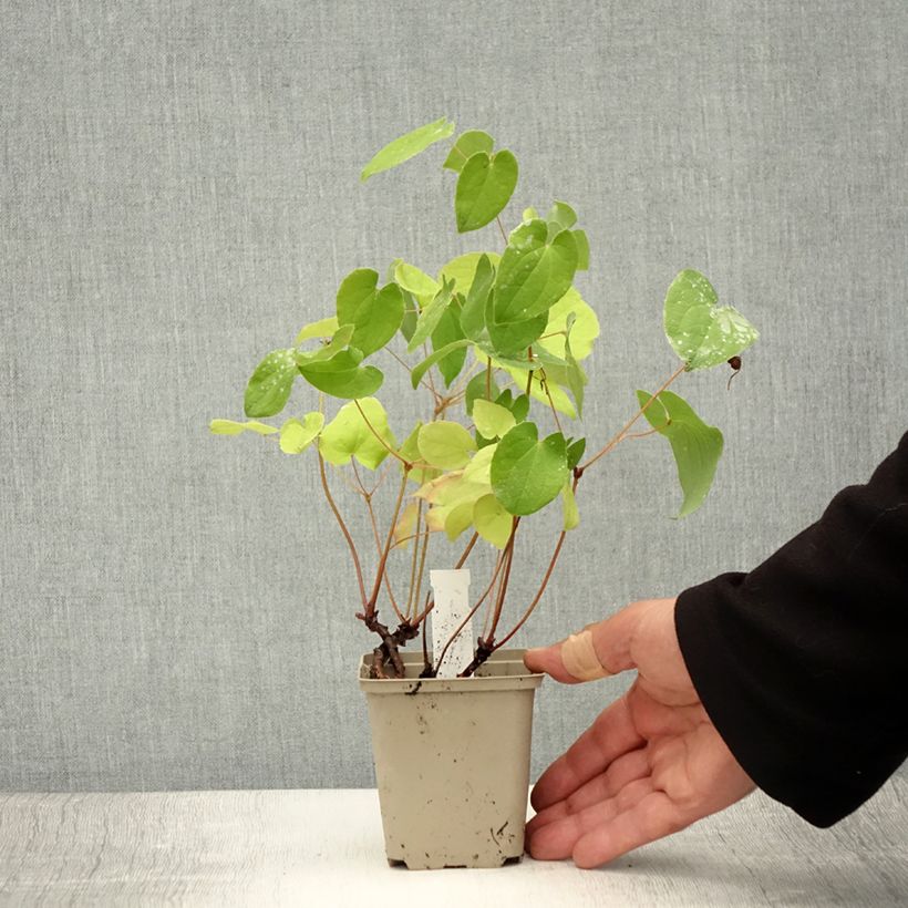 Amostra de Epimedium × warleyense Vaso de 8/9 cm tal como entregue no verão
