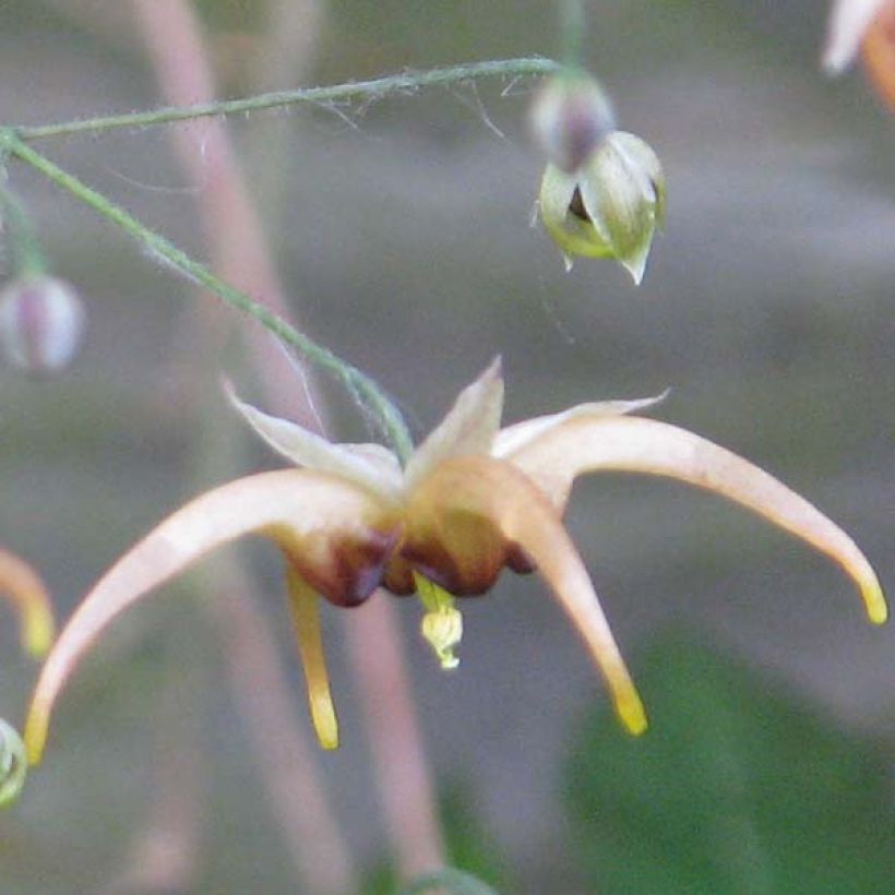 Epimedium wushanense Caramel (Floração)