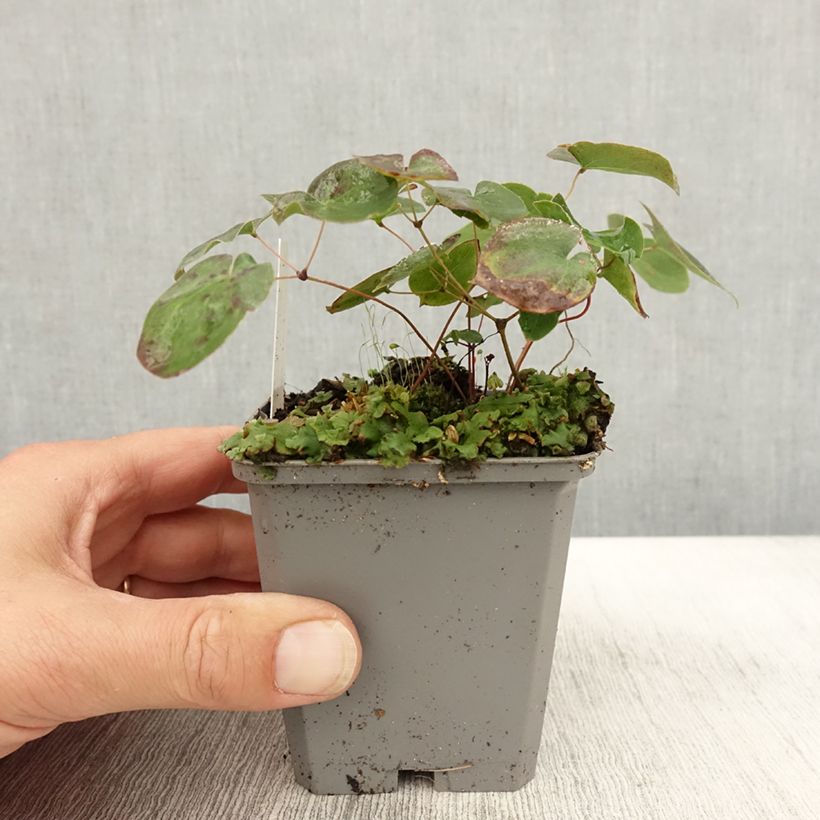 Amostra de Epimedium × versicolor Sulphureum Vaso de 7/8 cm tal como entregue no outono