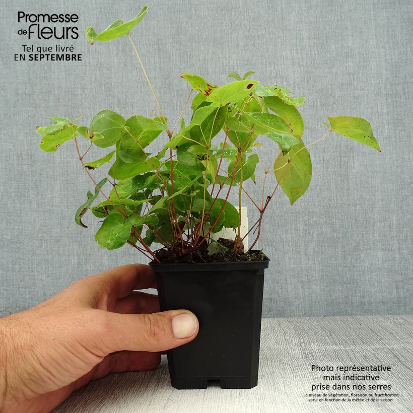 Amostra de Epimedium × versicolor Sulphureum Vaso de 7/8 cm tal como entregue no verão