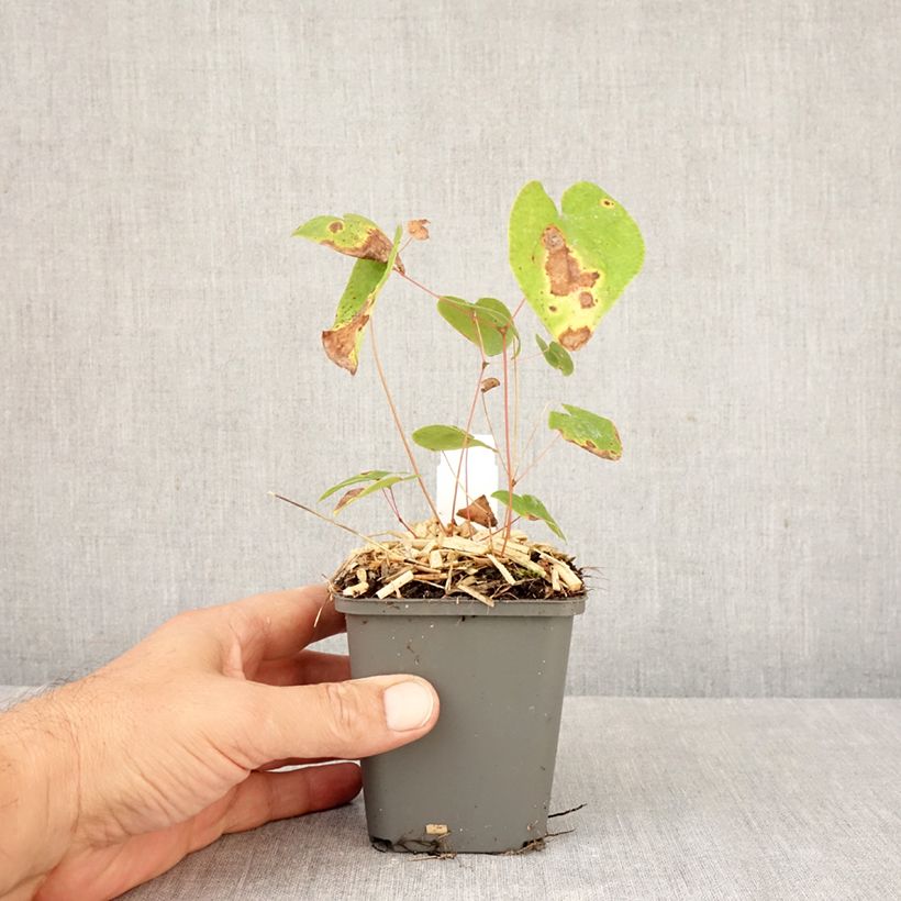 Amostra de Epimedium youngianum Merlin Vaso de 8/9 cm tal como entregue no outono