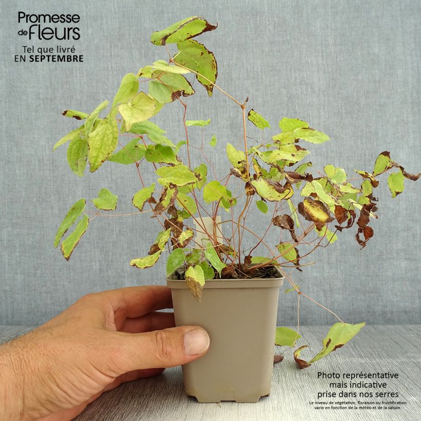 Amostra de Epimedium youngianum Merlin Vaso de 8/9 cm tal como entregue no verão