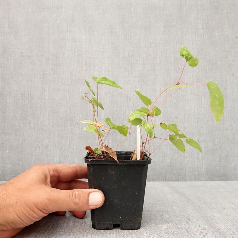 Amostra de Epimedium youngianum Niveum Vaso de 8/9 cm tal como entregue no outono