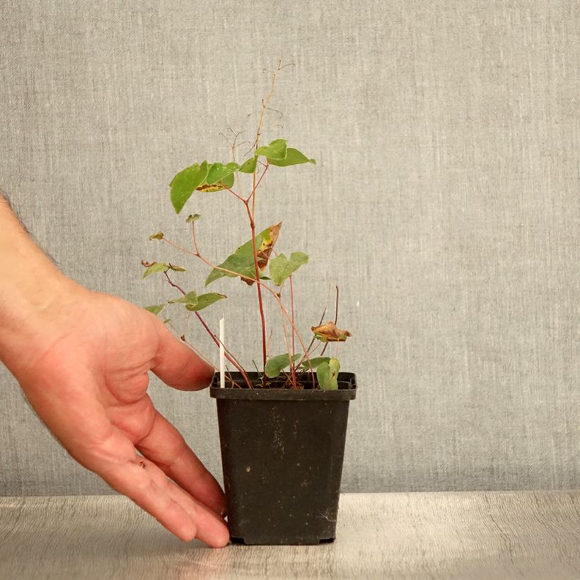 Amostra de Epimedium youngianum Niveum Vaso de 8/9 cm tal como entregue no verão