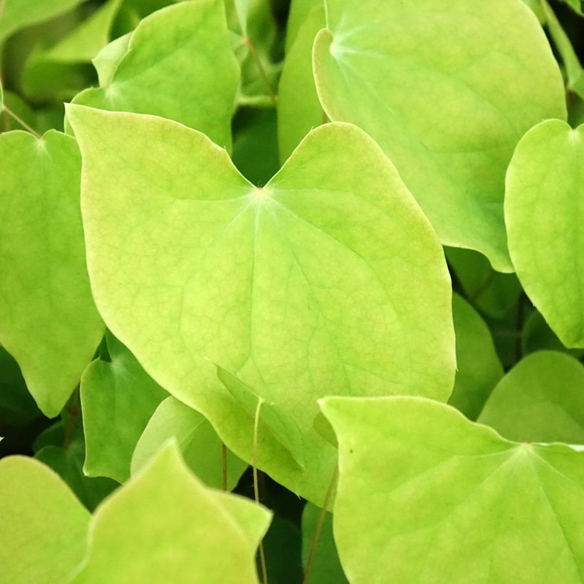 Epimedium youngianum Roseum (Folhagem)