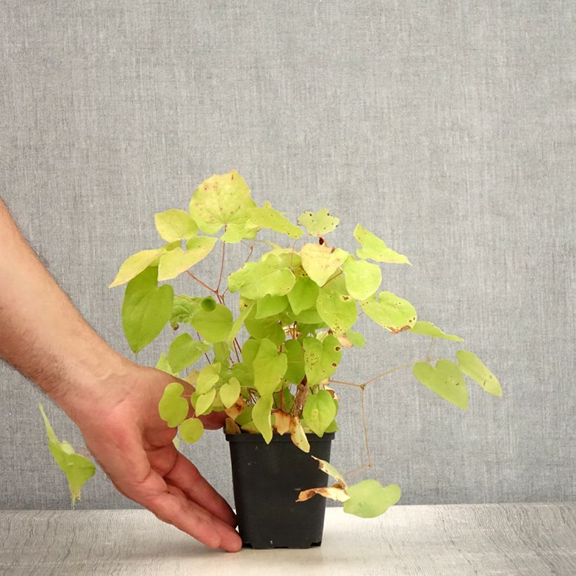 Amostra de Epimedium youngianum Yenomoto Vaso de 8/9 cm tal como entregue no verão