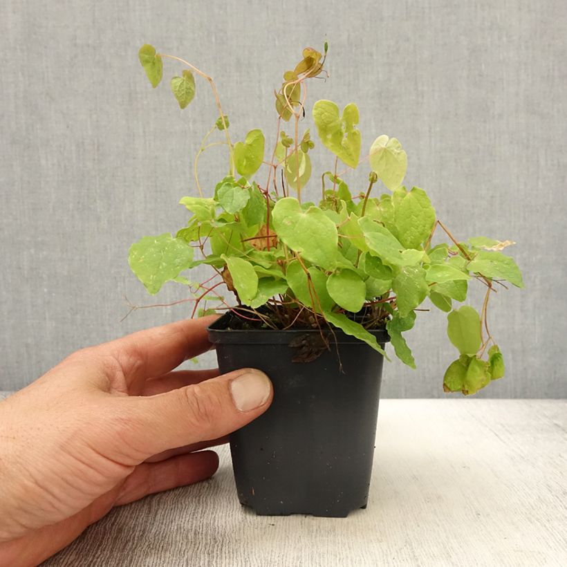 Amostra de Epimedium youngianum Yenomoto Vaso de 8/9 cm tal como entregue na primavera