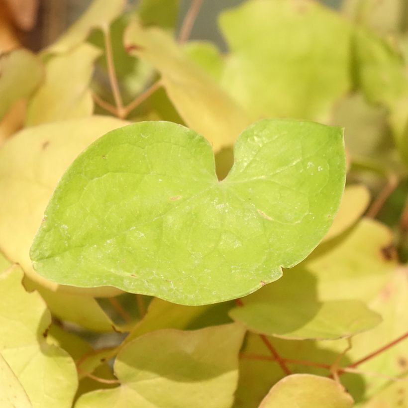 Epimedium youngianum Yenomoto (Folhagem)