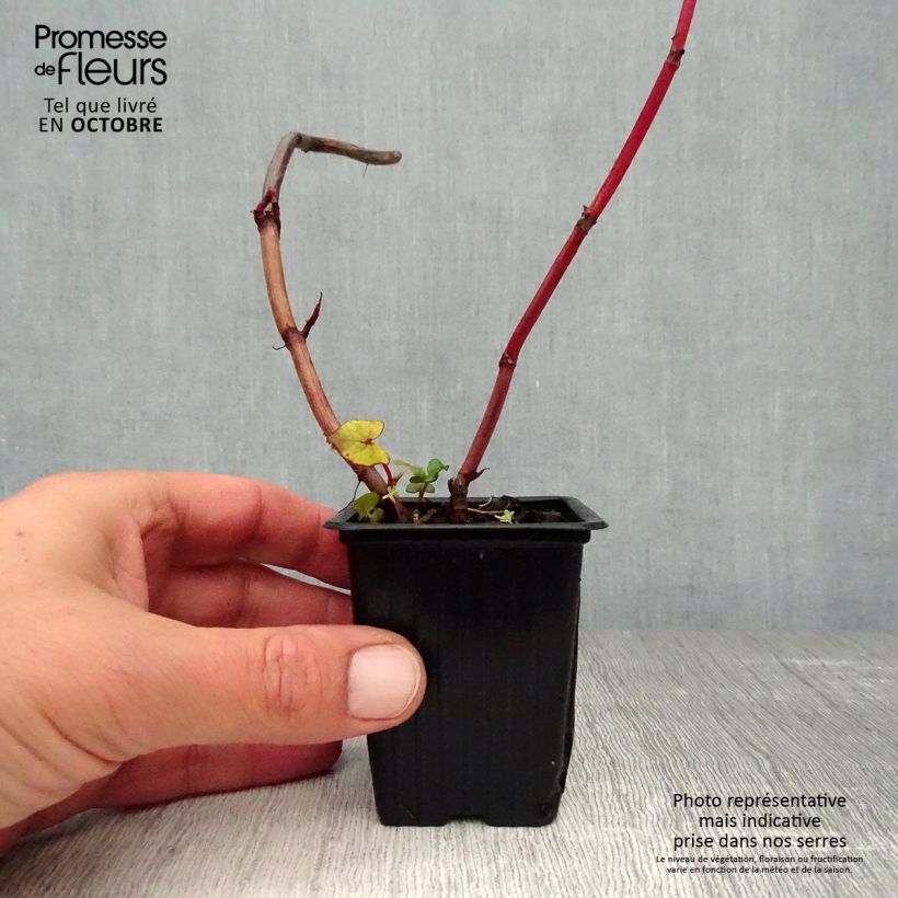 Amostra de Espinafre asiático, espinafre arbustivo - Fagopyrum dibotrys (F. cymosum) Vaso de 8/9 cm tal como entregue no outono