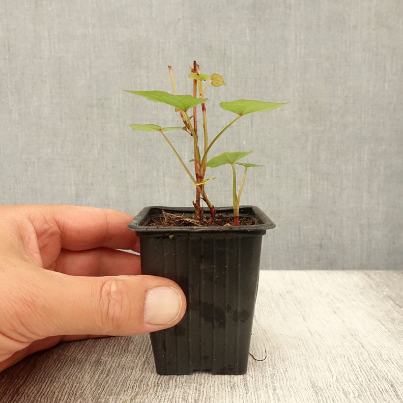 Amostra de Espinafre asiático, espinafre arbustivo - Fagopyrum dibotrys (F. cymosum) Vaso de 8/9 cm tal como entregue no verão