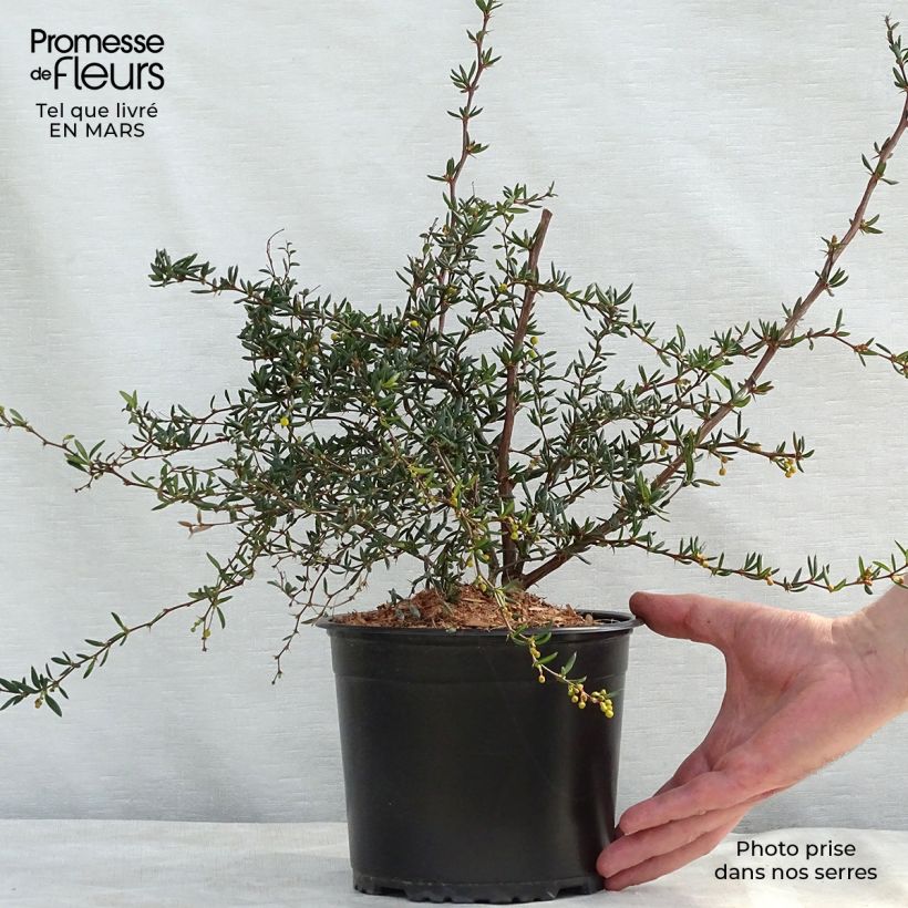Amostra de Berberis × stenophylla Vaso de 2 L/3 L tal como entregue no inverno
