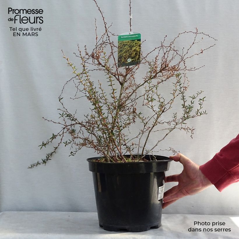 Amostra de Berberis × stenophylla Vaso de 7,5 L/10 L tal como entregue no inverno
